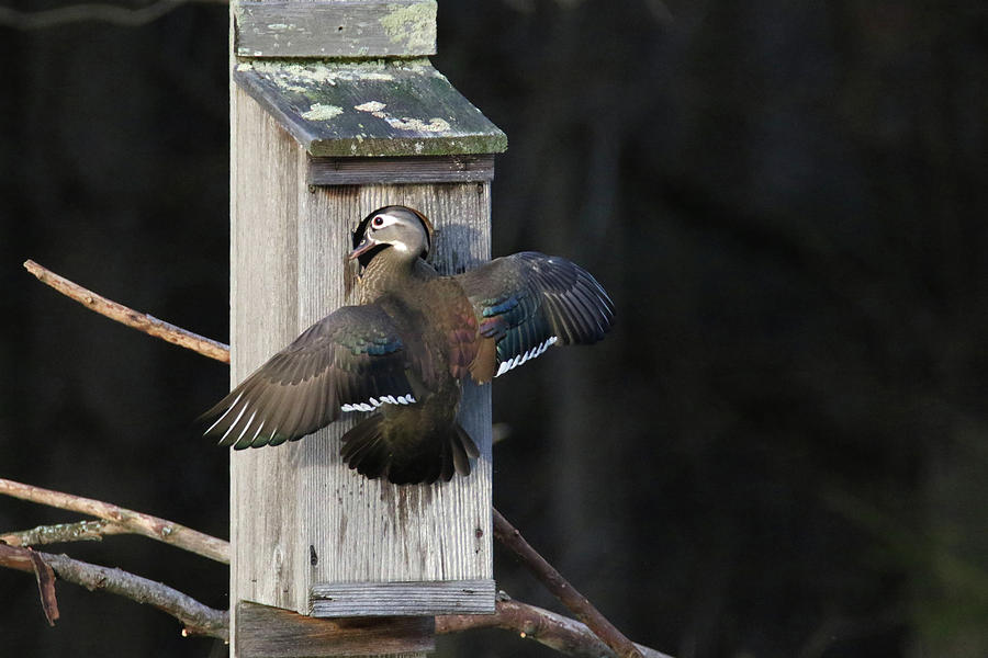 Wood Duck 9 Photograph by Brook Burling
