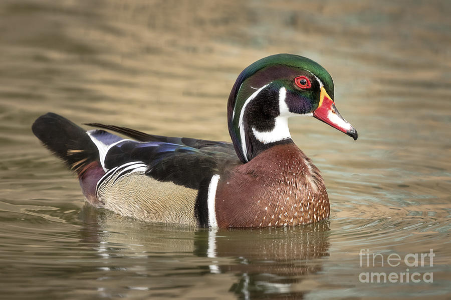 Wood Duck Photograph by Alice Cahill