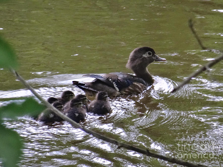 Wood Duck and Ducklings Photograph by Christopher Plummer
