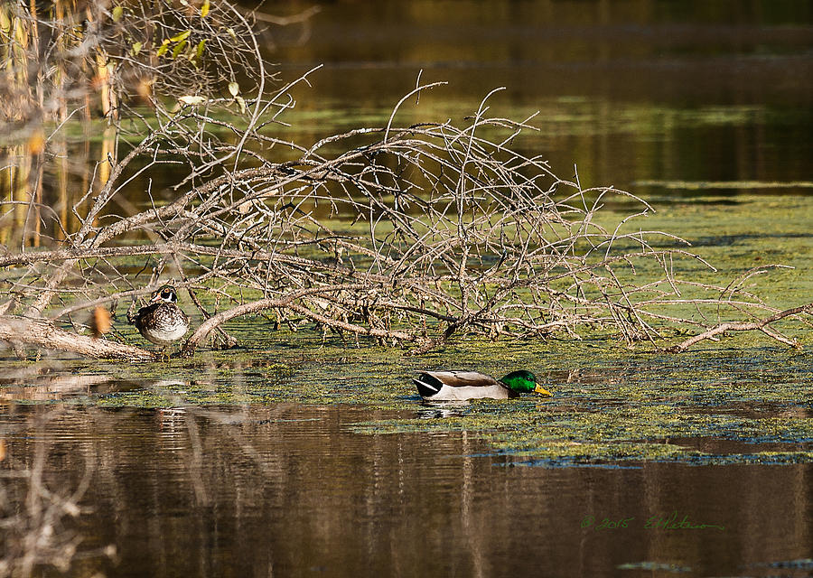 Wood Duck And Mallard Photograph by Ed Peterson