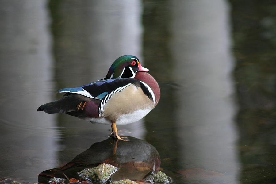 Wood Duck Photograph by Anita Parker