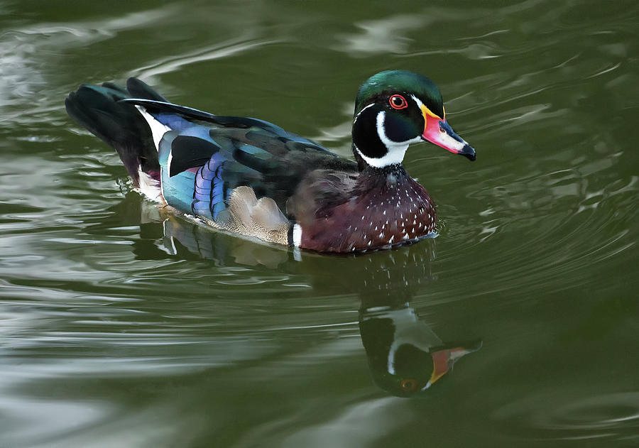 Wood Duck Photograph by Art Cole