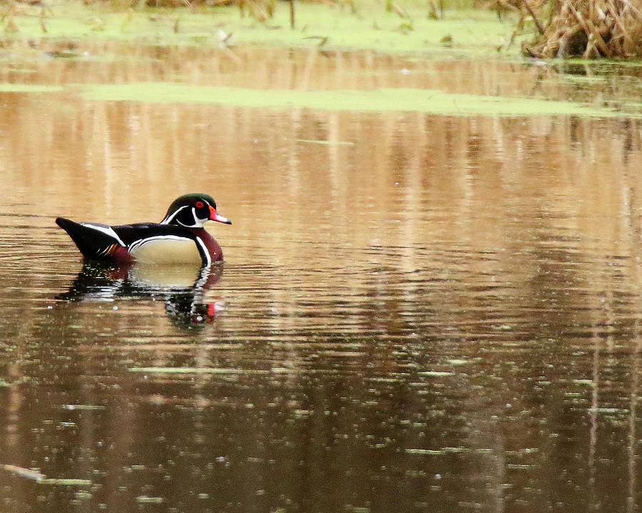 Wood Duck Photograph by Arvin Miner