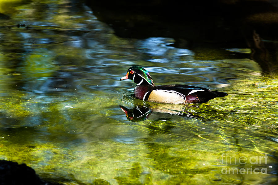 Wood Duck At Creek Photograph by Robert Frederick