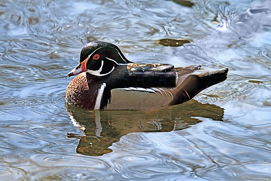 Wood Duck At Forsythe Nature Reseve In Galloway New Jersey Photograph