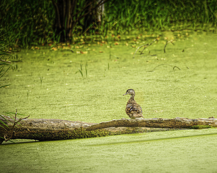 Wood Duck at Seven Ponds Photograph by LeeAnn McLaneGoetz McLaneGoetzStudioLLCcom