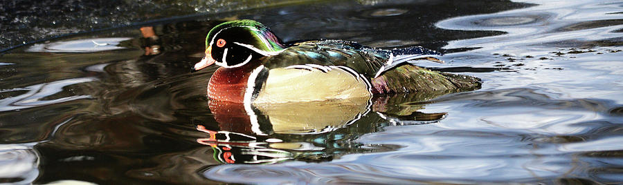 Wood Duck at Sunrise Photograph by Whispering Peaks Photography