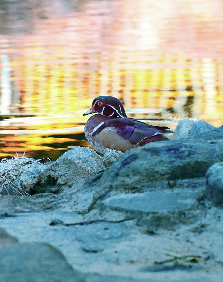 Wood Duck at Sunset Photograph by La Dolce Vita
