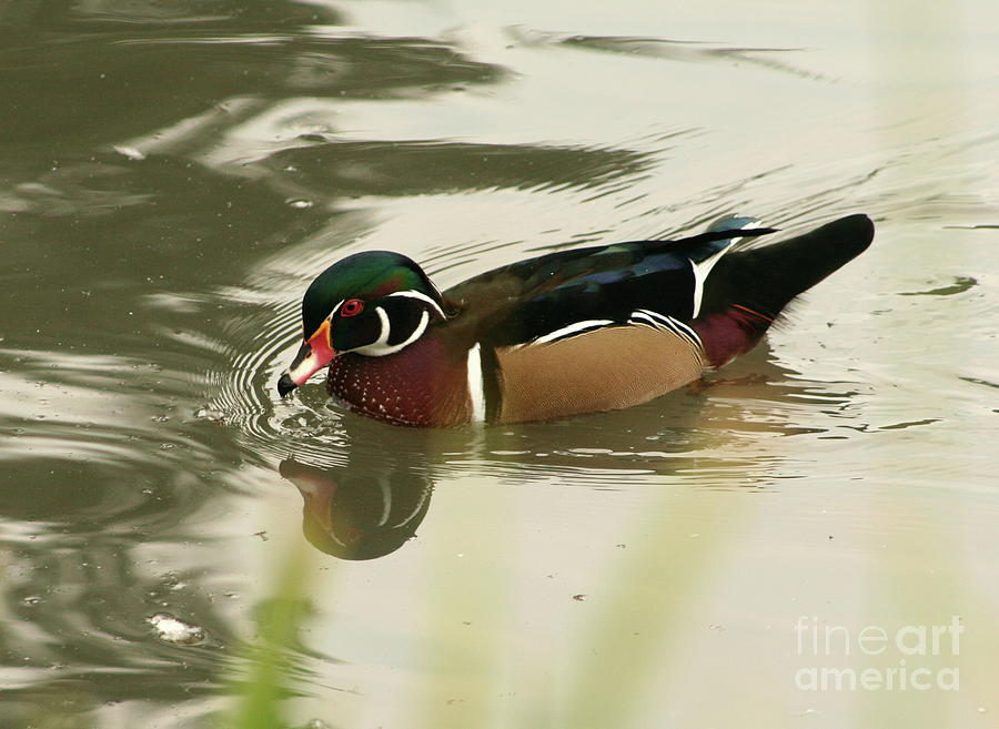 Wood Duck Photograph by B Rossitto