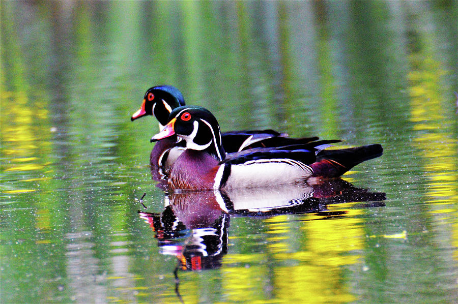 Wood Duck Bookends Photograph by Kathy Kelly