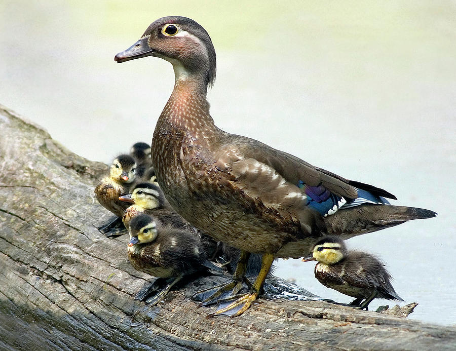 Wood Duck Chicks Gather Photograph by Art Cole