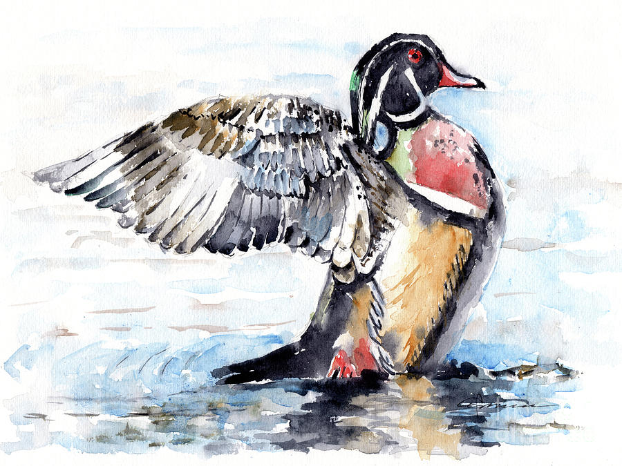 Wood Duck Painting by Claudia Hafner