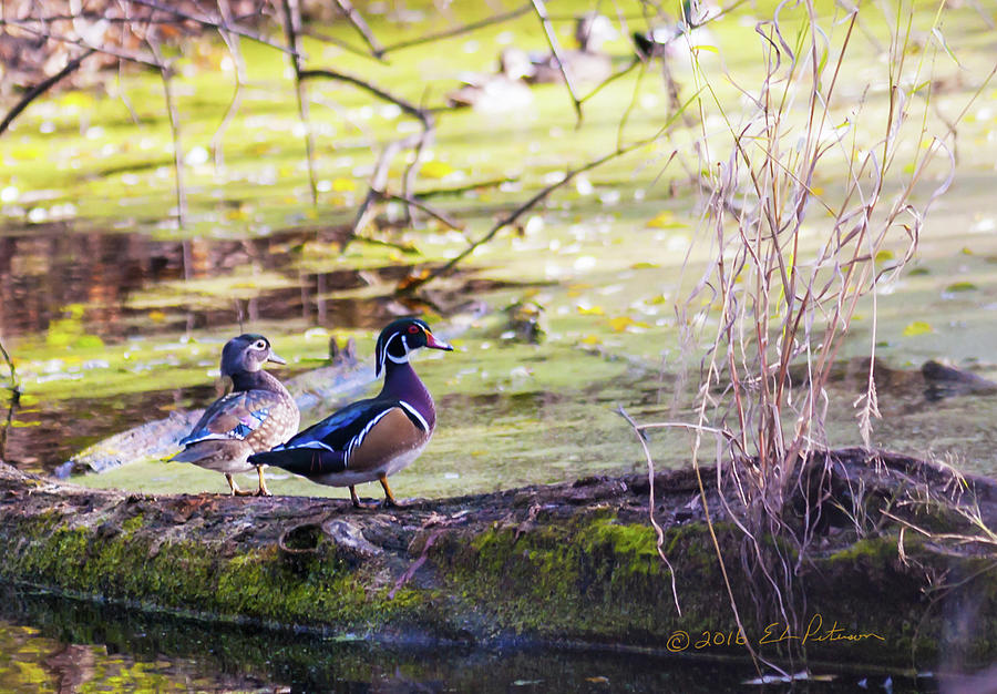 Wood Duck Couple Photograph by Ed Peterson