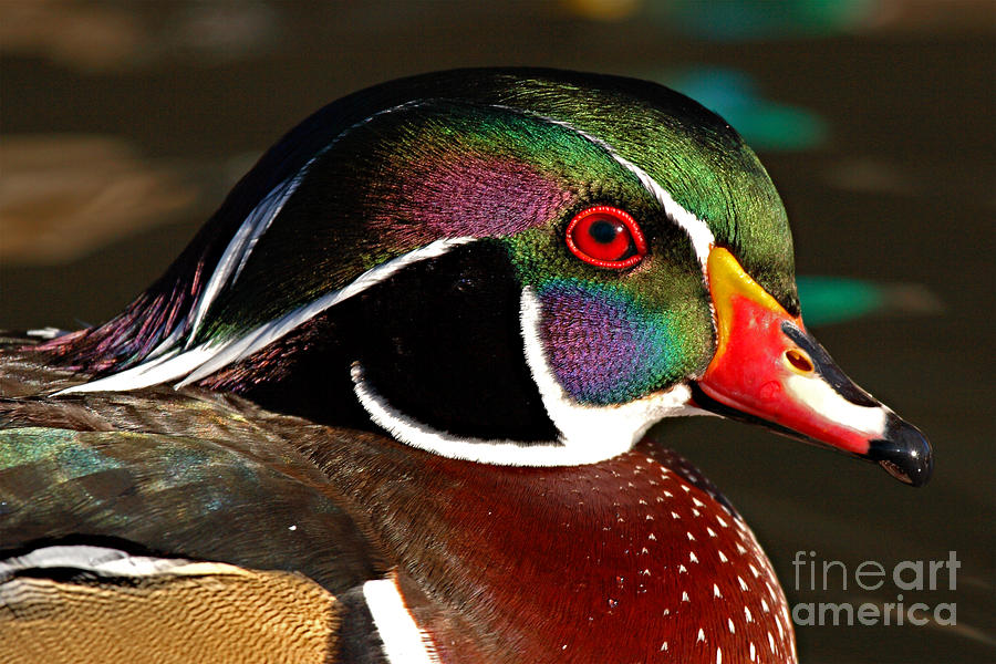Duck Photograph - Wood Duck Courtship Colors by Max Allen
