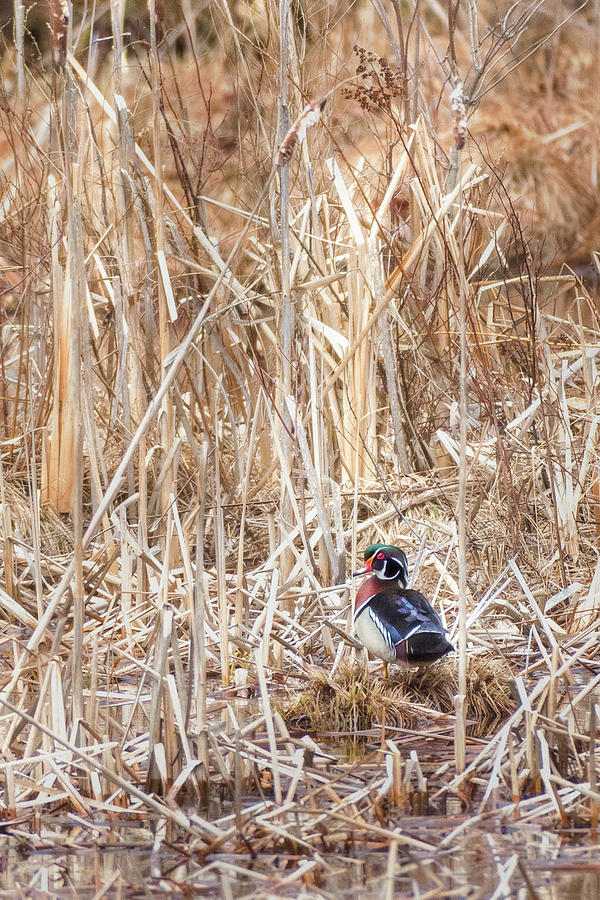 Wood Duck Drake 2 Photograph by Bill Wakeley