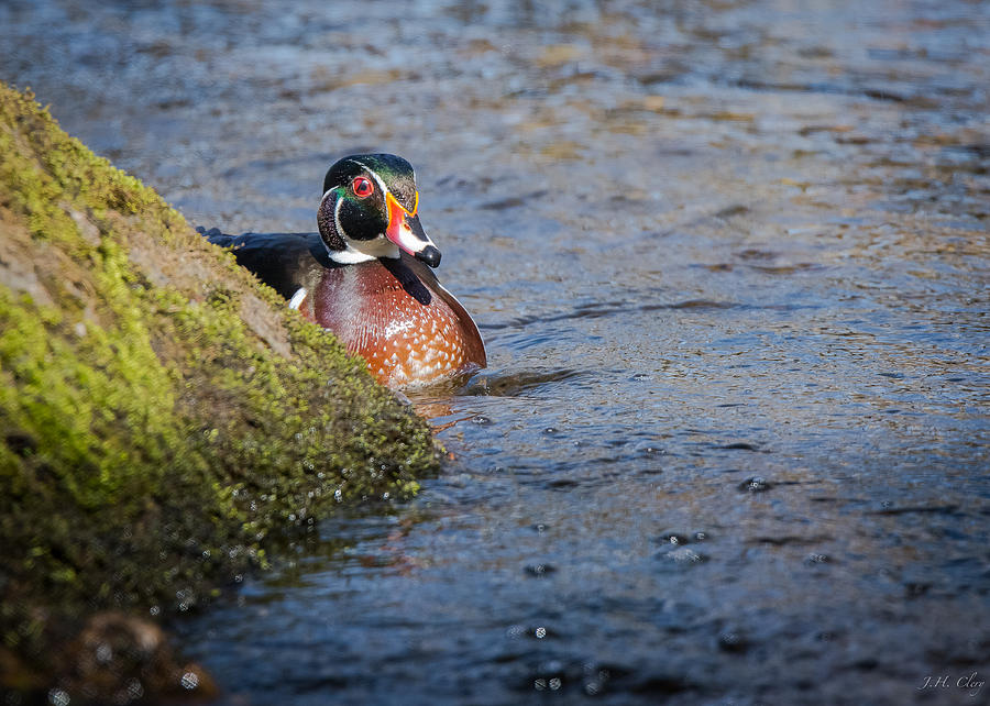 Duck Photograph - Wood Duck drake 2 by J H Clery