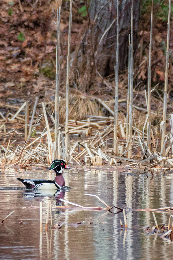 Wood Duck Drake 2018 Photograph by Bill Wakeley