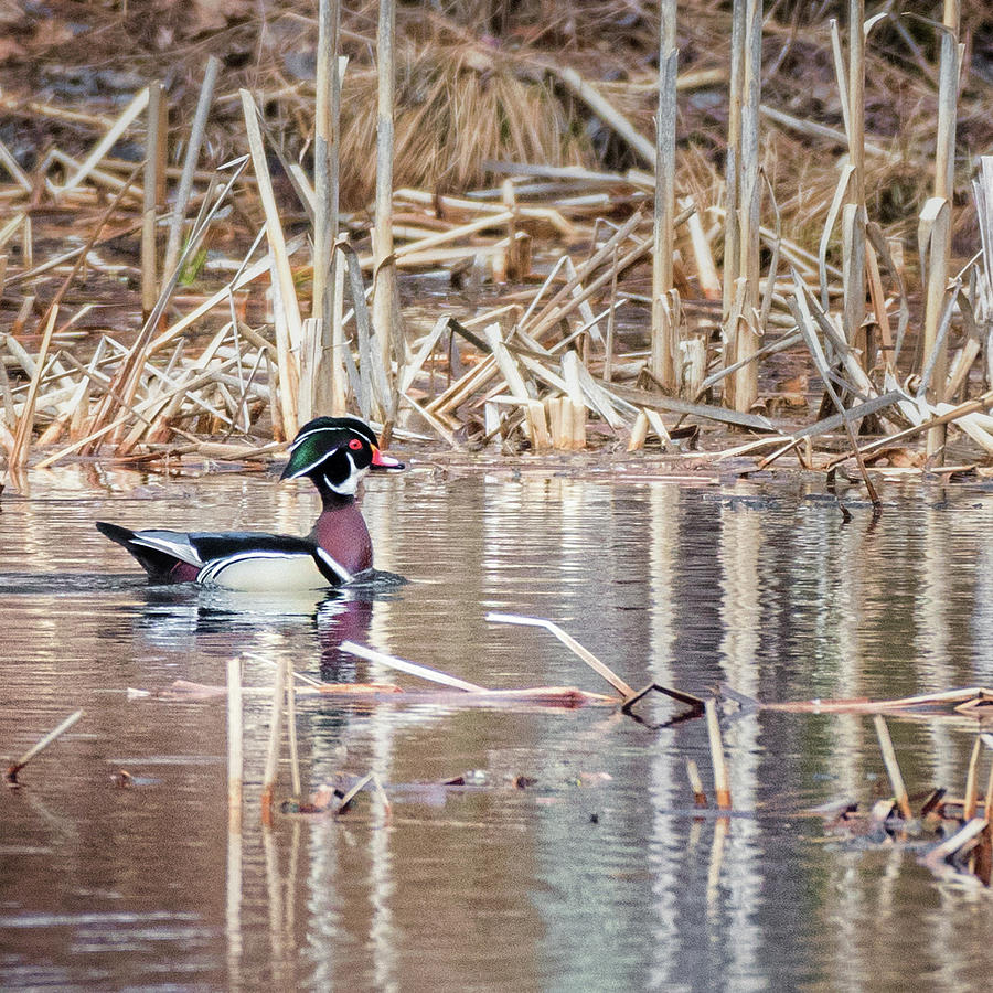 Wood Duck Drake 2018 Square Photograph by Bill Wakeley