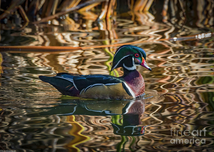 Wood Duck Drake 5 Photograph by Mitch Shindelbower