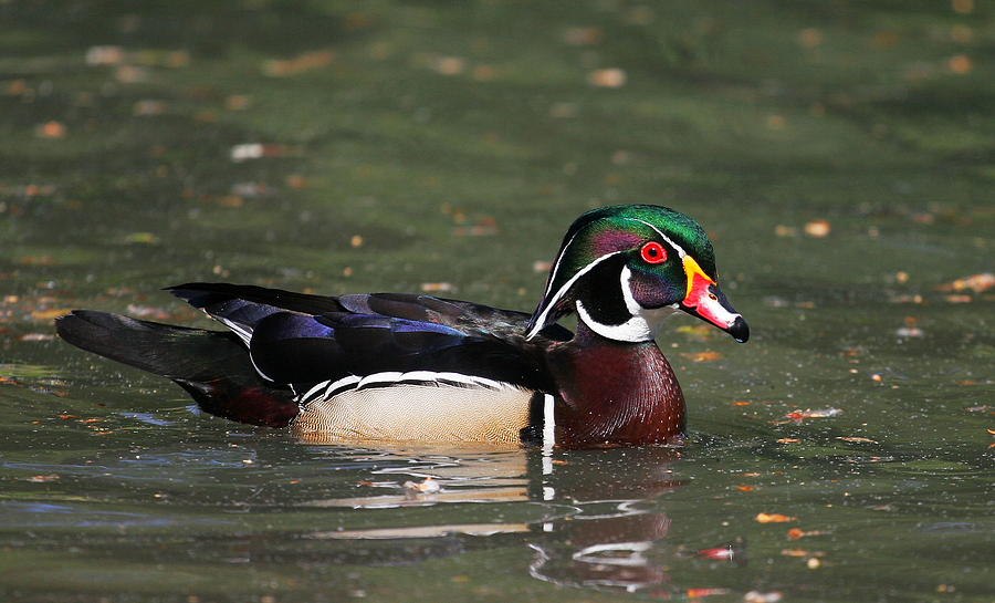 Wood Duck Drake Photograph by Andrew Johnson | Fine Art America