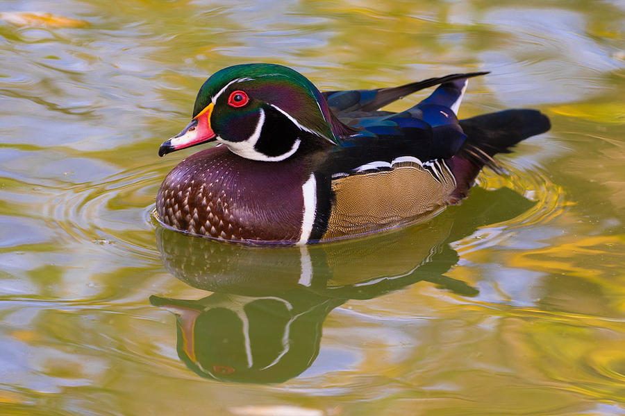 Wood Duck Drake at Stern Park #1 Photograph by Mindy Musick King