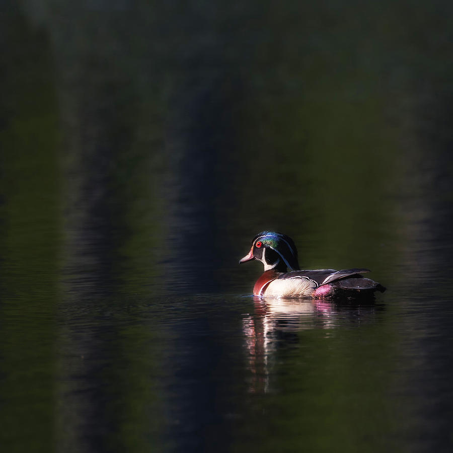 Wood Duck Drake Photograph by Bill Wakeley