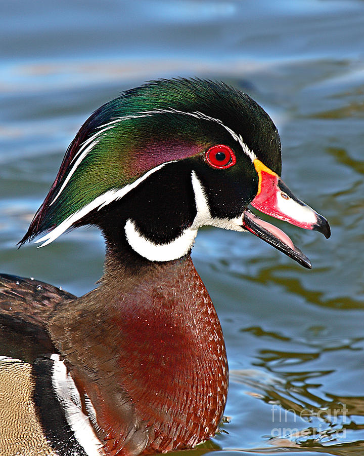 Wood Duck Drake Calling In Spring Courtship Photograph by Max Allen