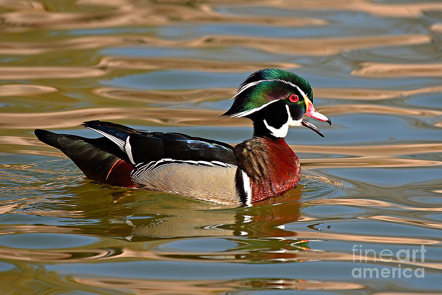 Wood Duck Drake Calling On The Pond Photograph by Max Allen