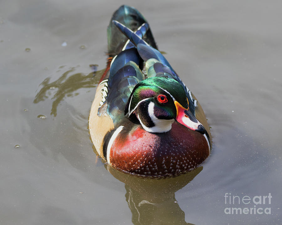 Duck Photograph - Wood Duck Drake by CJ Park