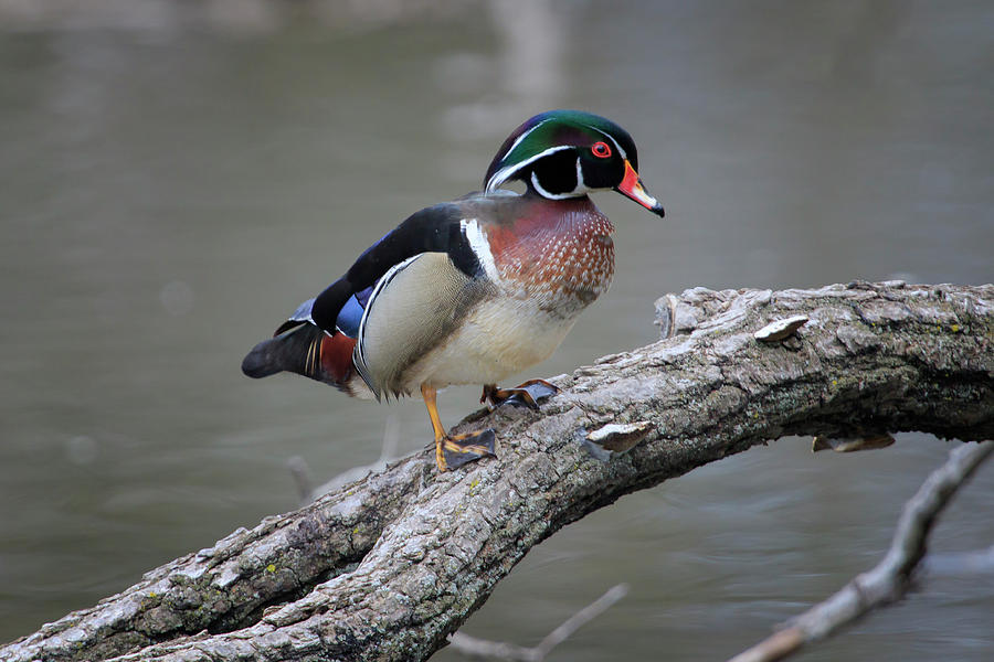 Wood Duck Drake Photograph by Gary Hall