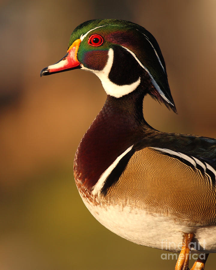Wood Duck Drake Looking Into The Distance Photograph by Max Allen