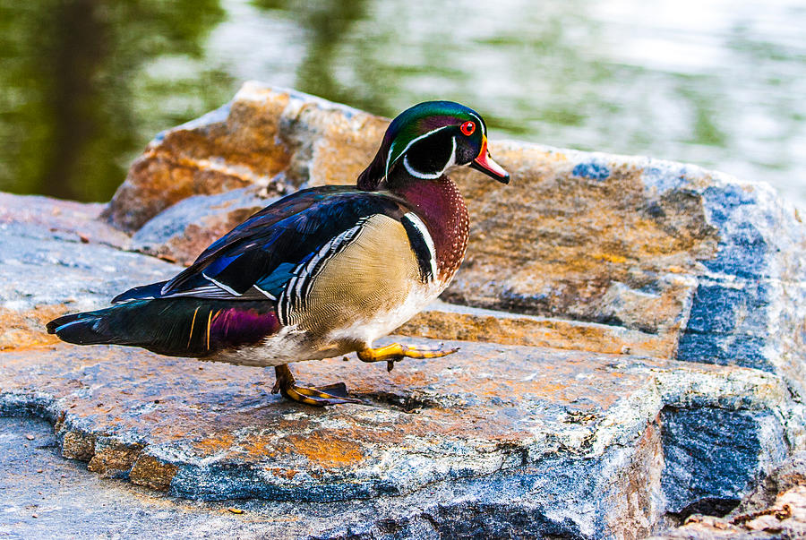 Wood Duck Drake Photograph by Mindy Musick King