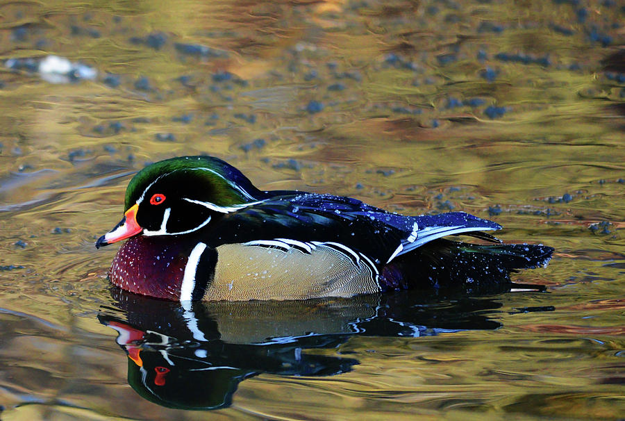Wood Duck Drake Photograph by Whispering Peaks Photography