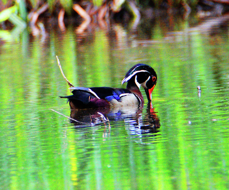 Wood Duck Drinking Photograph by Kathy Kelly