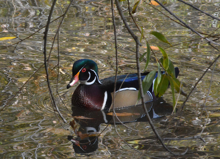 Wood Duck Fall color Photograph by Darol Wintle