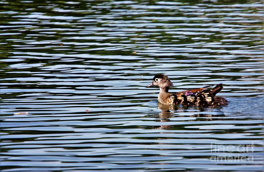 Wood Duck Family Photograph