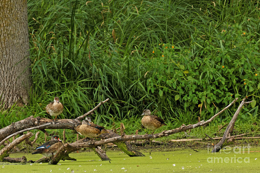Wood Duck Family Reunion Photograph by Natural Focal Point Photography