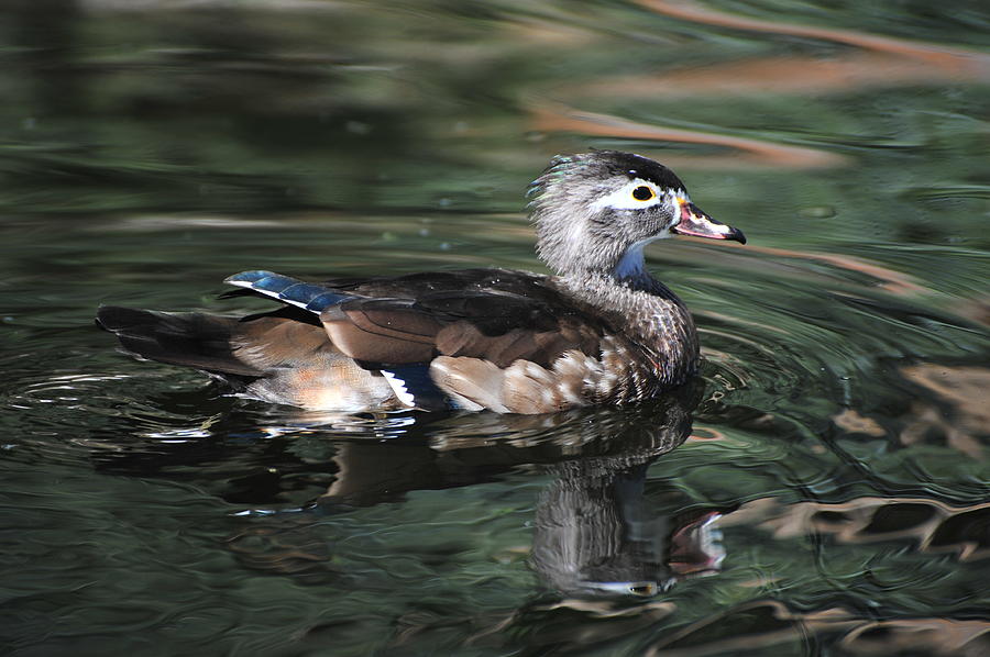 Wood Duck Female Photograph