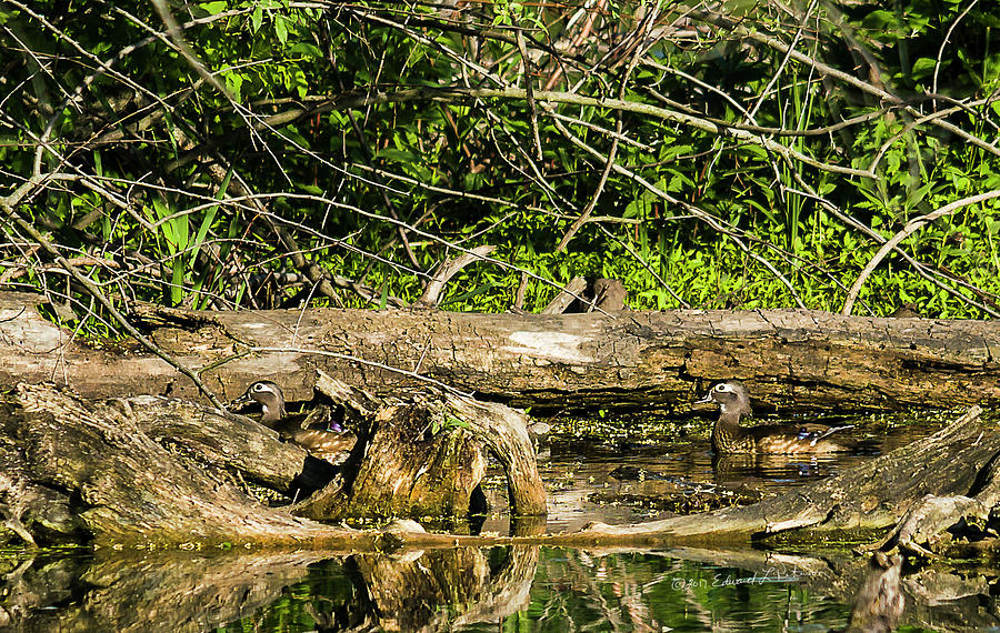 Wood Duck Females Photograph by Ed Peterson