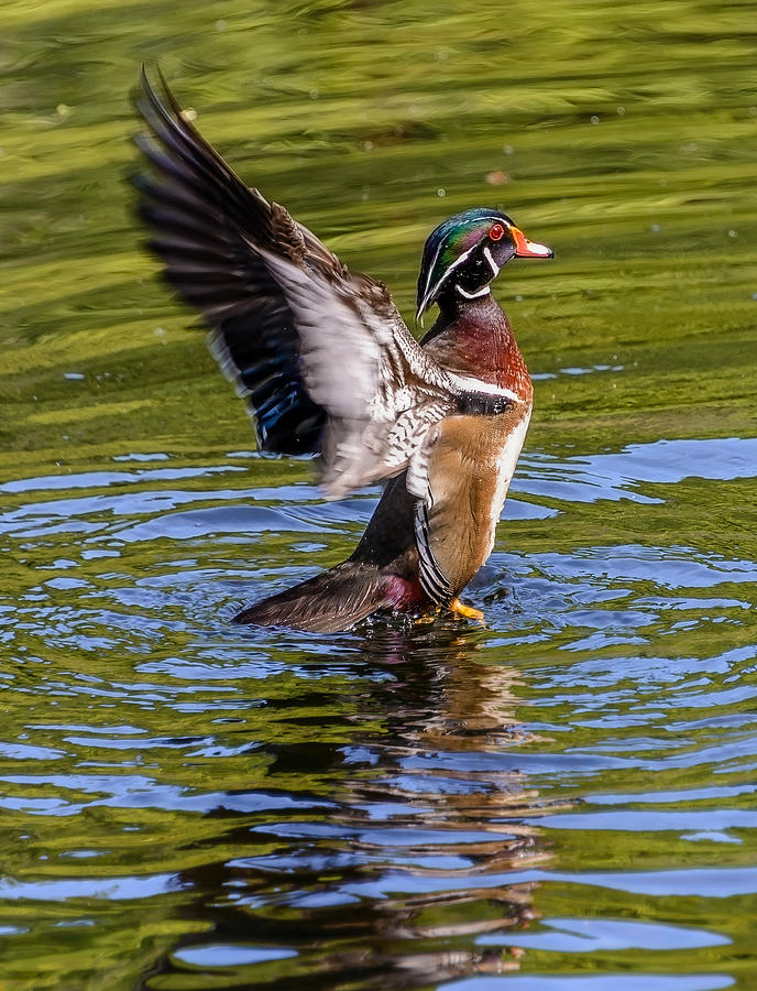 Wood Duck Flapping Photograph by Jerry Cahill