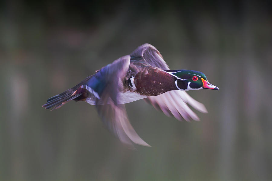 Wood Duck Flight Photograph by Mark Miller