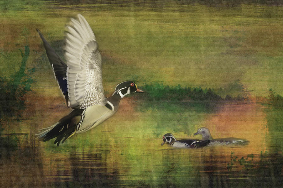 Wood Duck Flight Photograph by Patti Deters