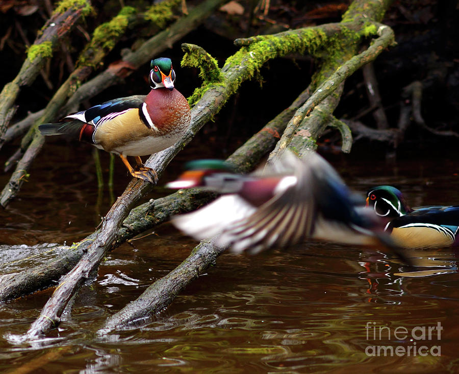 Wood Duck Fly By Photograph by Terry Elniski
