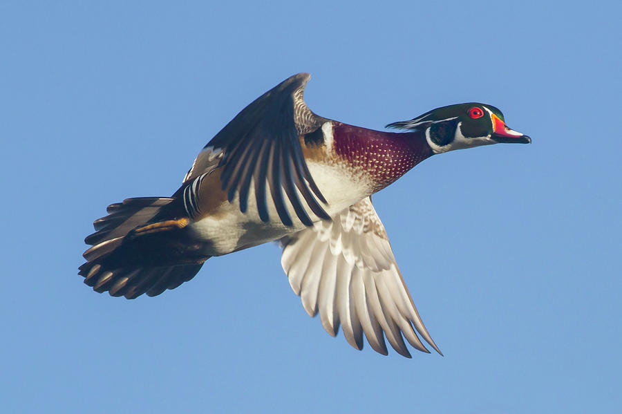 Wood Duck Flying Fast Photograph by Mark Miller