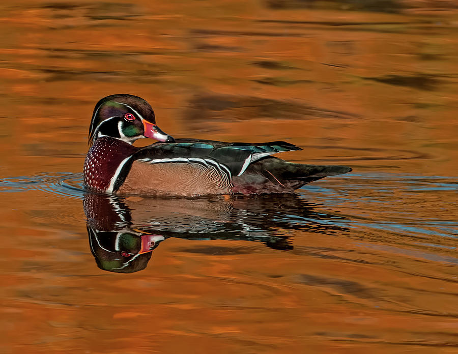 Wood Duck Gold Photograph by Dawn Key