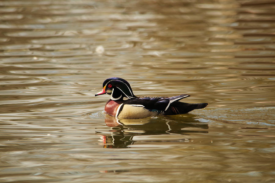 Feather Photograph - Wood Duck happy in a pond by Jeff Swan