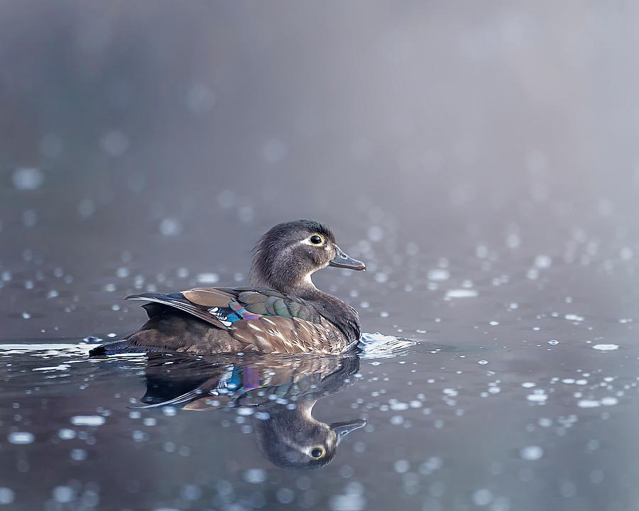 Duck Photograph - Wood Duck Hen by Bill Wakeley
