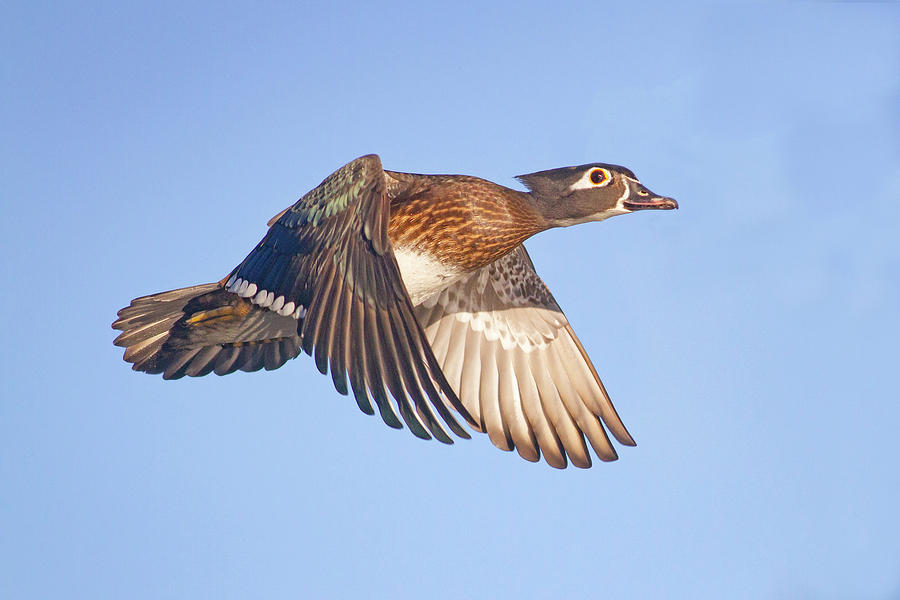 Wood Duck Hen in Flight Photograph by Mark Miller