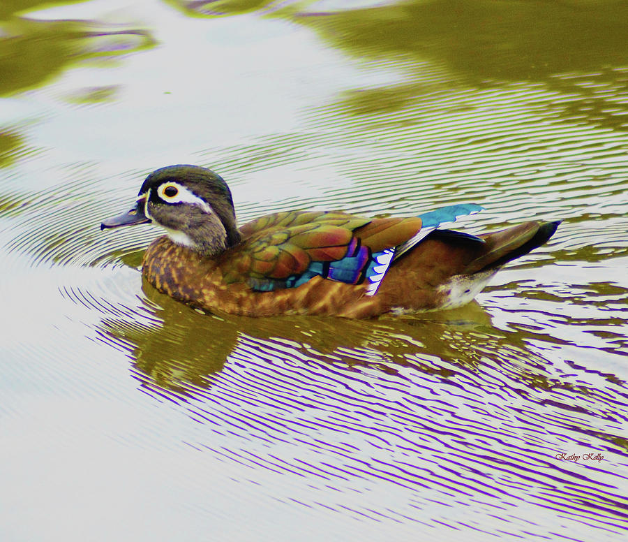 Wood Duck Hen Photograph by Kathy Kelly
