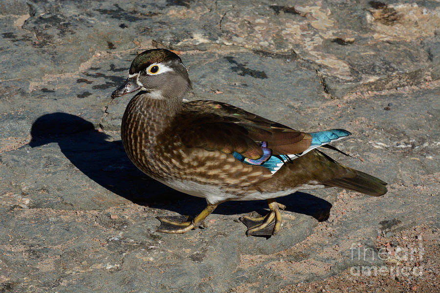 Wood duck Hen walking across rock Photograph by Merrimon Crawford